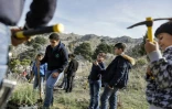 Des scouts replantent de jeunes cèdres dans la forêt de Tannourine, sous la houlette de l'ONG Jouzour Loubnan, le 18 novembre 2018 au Liban
