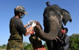 Des vétérinaires effectuent un prélèvement sur un éléphant captif pour un dépistage au Covid-19le 8 juin 2021 au Camp d'éléphants de Theppakadu, au Tamil Nadu, dans le sud de l'Inde
