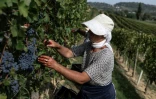 Une vendangeuse dans le vignoble d'Agliano Terme, près de la ville d'Asti, dans le nord-ouest de l'Italie, le 21 septembre 2026 