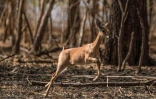 Une gazelle dans le parc national de Dinder au Soudan, le 8 avril 2021
