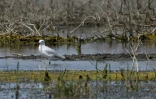 Une mouette aperçue dans un marais pollué par le déversement d'eaux usées dans la région de Chibayich, correspondant au "jardin d'Eden" mésopotamien, dans le sud de l'Irak, le 14 avril 2021
