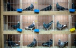 Des pigeons voyageurs dans leur cage, le 7 janvier 2022 à Katowice, en Pologne