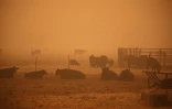 Un épais brouillard orange entoure un enclos de vaches à Molalla, dans l'Oregon, le 10 septembre 2020