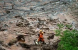 Des sauveteurs brésiliens tentent de sauver un poulain et sa mère, prisonniers d'une coulée de boue après la rupture d'un barrage, le 6 novembre 2015 à Bento Rodrigues dans l'état de Minas Gerais
