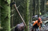 Des chevaux utilisés pour nettoyer la forêt du Morvan, en France, considérée comme prioritaire en Europe, le 2 novembre 2016