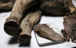 Des scientifiques procèdent à une nécropsie sur Iana, un mammouth femelle de 130 000 ans, à Iakoutsk, le 27 mars 2025 dans l'Extrême-Orient russe