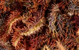 Des étoiles de mer "couronnes d'épines" collectées par des membres du groupe environnemental Korero O Te Orau sur un récif au large de Rarotonga, le 12 juin 2025 aux îles Cook