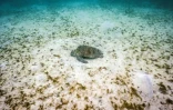 Photo sous marine prise le 5 avril 2024 d'une tortue près de l'île Lizard sur la Grande barrière de corail, à 270 km au nord de Cairns, en Australie