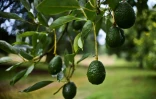 La culture de l'avocat a connu son premier "boom" au cours des années 1970, mais le développement de la culture sauvage dans les forêts remonte aux années 2000, à Uruapan, au Mexique, le 18 octobre 2016