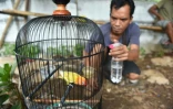 Un homme hydrate un loriquet avant qu'il ne participe à un concours de chant à Jakarta le 7 janvier 2016