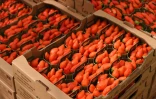 Fraises prêtes à être expédiées depuis Sainte-Livrade-sur-Lot le 24 mars 2020