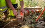 Des membres de Vinci Autoroutes s'apprêtent à relâcher des grands hamsters d'Alsace en milieu naturel, le 14 juin 2022 à Ernolsheim-Bruche, dans le Bas-Rhin