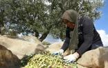 Des femmes récoltent des olives dans le village de Mornag, près de Tunis, le 6 novembre 2015