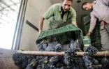 Récolte des grappes de Merlot le 20 juillet 2016 à Karm el-Nada en Egypte