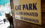 Un refuge pour les chats dans le village chypriote de Tala près de Pathos, le 4 octobre 2016