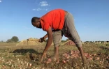 Récolte d'oignons dans la région de Jazira, au sud de Khartoum, le 11 mai 2023
