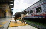 Un chat marche sur le bord d'un quai dans la gare de Haydarpasa, à Istanbul, le 15 janvier 2018