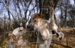 Des chiens abandonnés au refuge de Gracanica, le 12 novembre 2021 au Kosovo