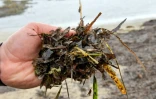 Des plantes marines, du genre Posidonia, sur une plage de Monastir, en Tunisie, le 21 mars 2022