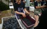 Des employés trient les grapes de raisin à la main pendant les vendanges au Château Coutet à Saint-Emilion, en Gironde, le 7 septembre 2026