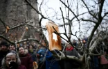 Une tranche de pain grillé est accroché à une branche d'arbre dans le cadre de la fête traditionnelle du wassail à Chepstow au Pays de Galles, le 18 janvier 2025