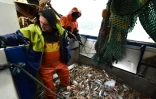 Des  pêcheurs vident leur cargaison de pêche capturée dans les eaux anglaises de la Manche sur leur chalutier "Le Marmouset III", le 28 septembre 2020