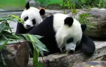 Les pandas géants Tuan Tuan et Yuan Yuan dans leur enclos du zoo de Taipei en janvier 2009 à Muzha