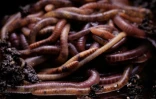Le ver de terre, qui joue un rôle essentiel dans la santé des sols et de la biodiversité, voit sa survie menacée notamment par l'agriculture intensive
