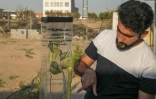Un Kurde travaillant pour le projet "Million Oaks", lancé par des organisations au Kurdistan pour planter un million de chênes, montre un échantillon de chêne sur le site de l'initiative à Erbil, la capitale de la région autonome du Kurdistan, dans le nord de l'Irak, le 1er août 2024 