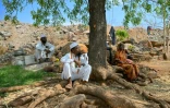 Khatijabi (d), dont le fils Shaikh Latif Sheru, agriculteur, s'est suicidé en raison de l'accumulation de prêts financiers, est assise à l'ombre d'un arbre avec les membres de sa famille sur leurs terres agricoles du village de Mochi Pimpalgaon, dans le district de Beed, dans l'Etat du Maharashtra, le 3 mai 2025 en Inde