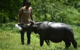 Un rhinocéros nourri à la bouteille le 2 juin 2016 dans le parc national de Kaziranga en Inde