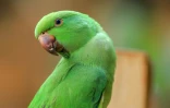Une perruche à collier dans la réserve naturelle Marshall à Khartoum, le 14 mai 2022 