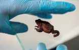 Une grenouille Jambato au centre de recherches Jambatu, le 9 novembre 2020 à San Rafael, en Equateur