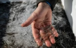 Un pêcheur montre des civelles qui vont être relâchées dans la Loire, à Saint-Martin-de-la-Place, le 14 février 2025 en Maine-et-Loire
