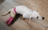 Un chien handicapé, pensionnaire du refuge et centre de soins Suzi Handicap à Montreuil-au-Houlme, le 18 mars 2025 dans l'Orne