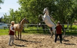 Des chevaux Akhal-Teke dans un manège d'élevage privé d'Akhal-Teke, près de Geokdepe, à l'extérieur d'Achgabat, le 24 avril 2026 au Turkménistan