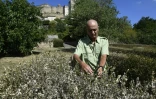 Un employé de l'Office National des Forêts montre un massif ravagé par la pyrale du buis dans les jardins du château de Grignan le 7 septembre 2016