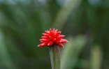 Une fleur d'Inirida dans un champ dans le département de Guainia, en Colombie, le 7 août 2024 