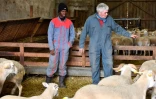 Kekouta Dembélé (g), jeune réfugié malien et apprenti berger dans la ferme de Serge Chiappa (d), à Gironde-sur-Dropt, le 22 janvier 2019