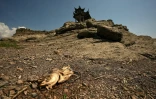 Une carcasse de poisson près de l'île Luoxing Dun, habituellement à moitié submergée à cette période de l'année, dans le lac Poyang en Chine, le 23 août 2022
