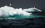 Des goélands se reposent sur des icebergs dans la baie de Bonavista, au large de Terre-Neuve, au Canada, le 30 juin 2019