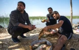 Des touristes irakiens grillent des poissons lors d'une sortie dans les marais du sud de l'Irak, le 29 mars 2019 à Chibayich