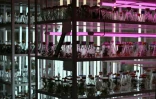 Un laboratoire où des plantes sont conservées dans des conditions stériles au Jardin botanique national Gryshko de l'Académie nationale des sciences d'Ukraine à Kyiv, le 11 février 2026