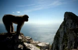 Un macaque sur les hauteurs de Gibraltar, le 17 mars 2016