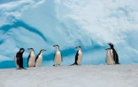 Un groupe de manchots sur la banquise de l'Antarctique, sur une photo fournie par le "Pew Charitable Trust" le 25 avril 2017 