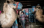 Le propriétaire Furkan Akkaya prépare ses chameaux avant le combat, le 19 janvier 2019 à Selcuk, en Turquie