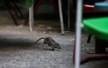 Rat dans les rues de New York, le 1er août 2025