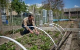 Omar Ouadi travaille dans son potager dans les jardins familiaux des Mureaux (Yvelines) le 27 avril 2020