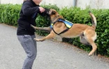 Un chien lors d'un exercice au Centre national d'instruction cynophile de la gendarmerie, à Gramat le 12 mai 2016