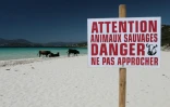 Des bovins sauvages sur la plage Mare e Sole, dans le Golfe d'Ajaccio, le 17 mai 2017